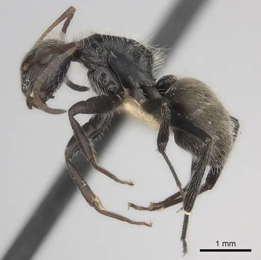 Camponotus mus - CASENT0217697