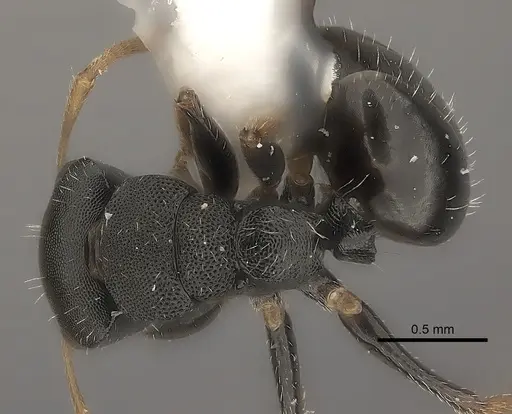 Camponotus mus - CASENT0217707