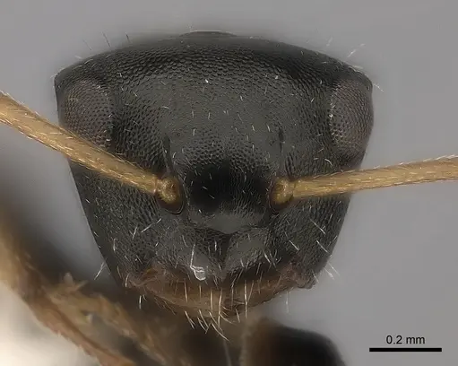 Camponotus mus - CASENT0217707