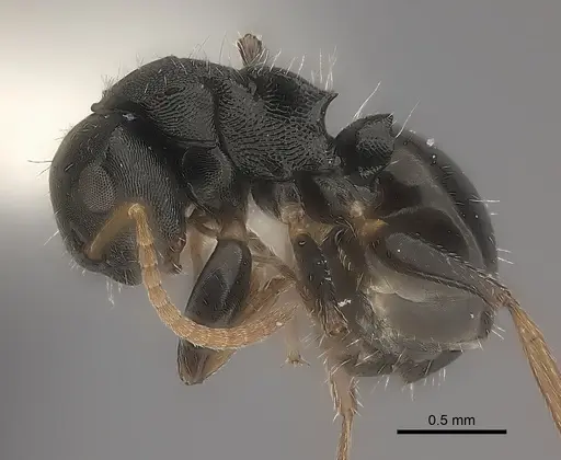 Camponotus mus - CASENT0217707