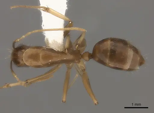 Camponotus mus - CASENT0217718