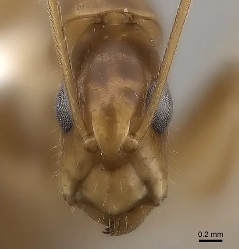 Camponotus mus - CASENT0217718