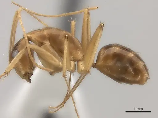 Camponotus mus - CASENT0217718