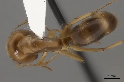 Camponotus mus - CASENT0217719