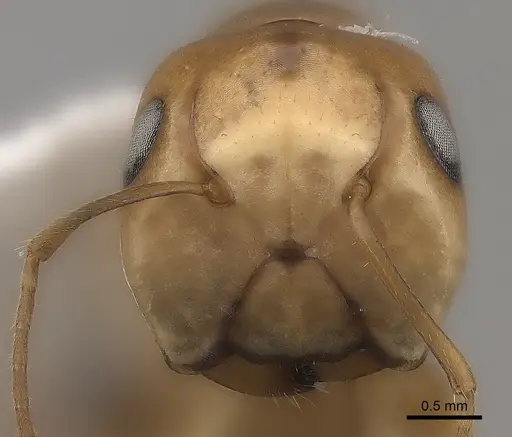 Camponotus mus - CASENT0217719