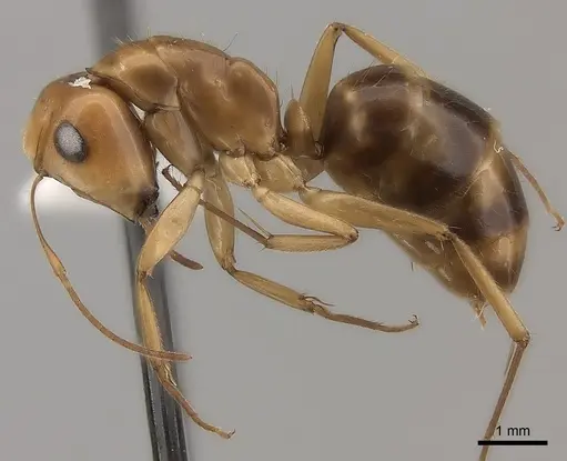 Camponotus mus - CASENT0217719