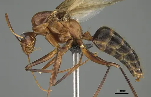 Camponotus mus - CASENT0229810