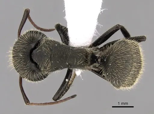Camponotus mus - CASENT0280115