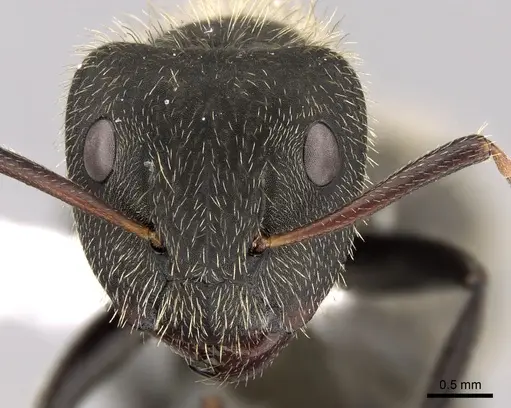 Camponotus mus - CASENT0280115