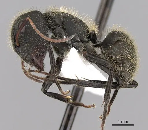 Camponotus mus - CASENT0280115