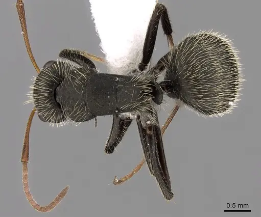 Camponotus mus - CASENT0280116
