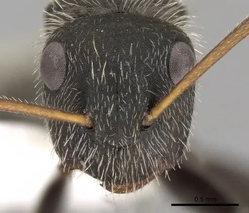 Camponotus mus - CASENT0280116