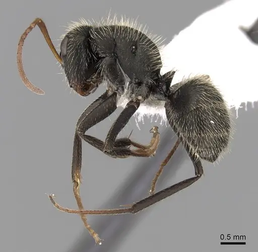 Camponotus mus - CASENT0280116