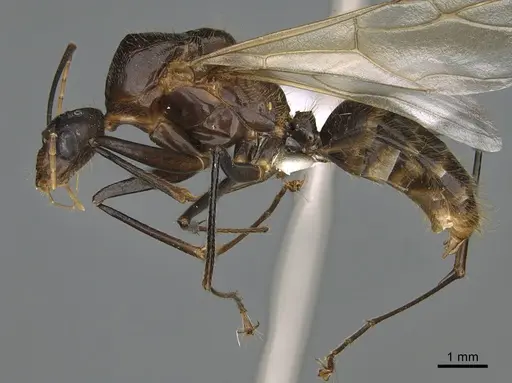 Camponotus mus - CASENT0409694