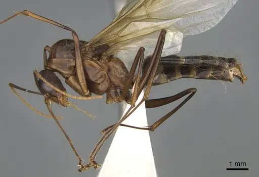 Camponotus mus - CASENT0409696