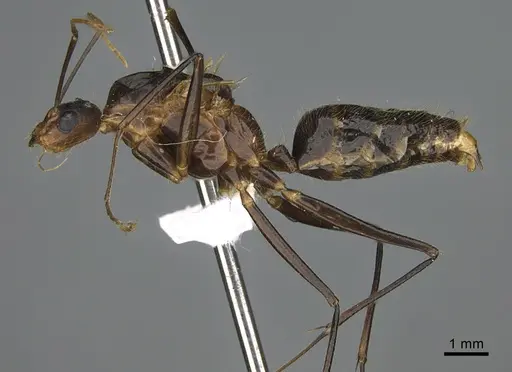 Camponotus mus - CASENT0409724