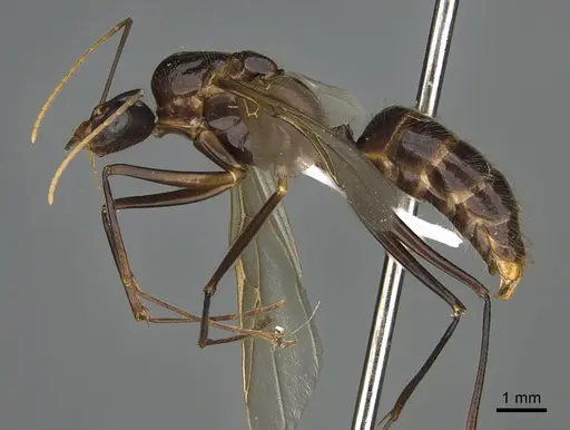 Camponotus mus - CASENT0414237