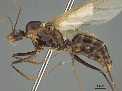 Camponotus mus - CASENT0414238