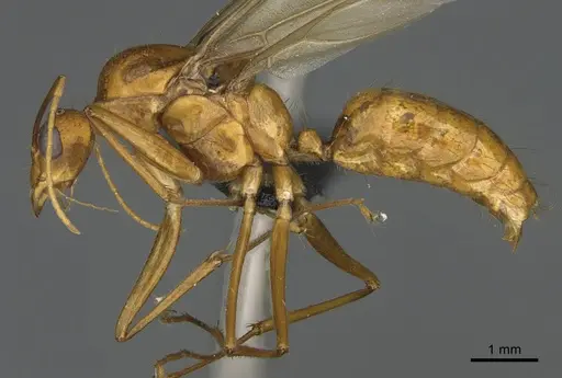 Camponotus mus - CASENT0476555