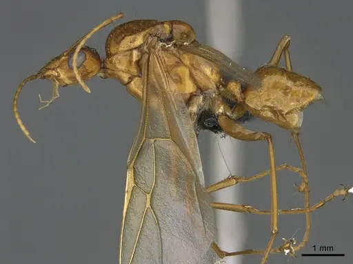 Camponotus mus - CASENT0476556