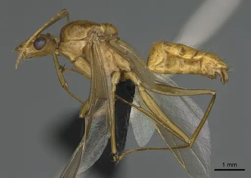 Camponotus mus - CASENT0476794