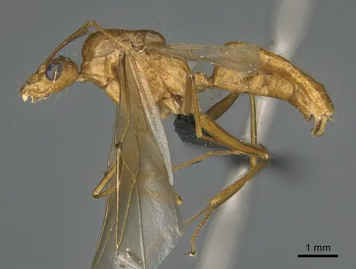 Camponotus mus - CASENT0476916