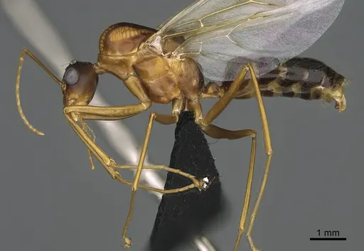 Camponotus mus - CASENT0477237
