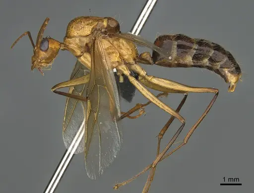 Camponotus mus - CASENT0492447