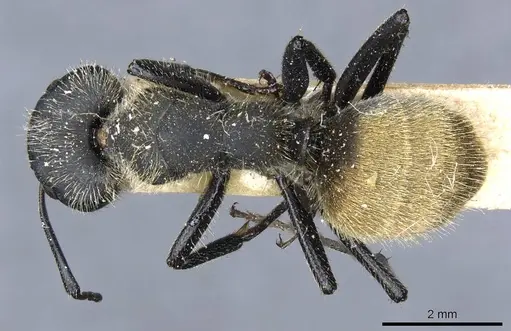 Camponotus mus - CASENT0905511