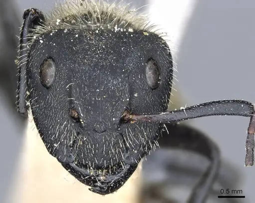 Camponotus mus - CASENT0905511