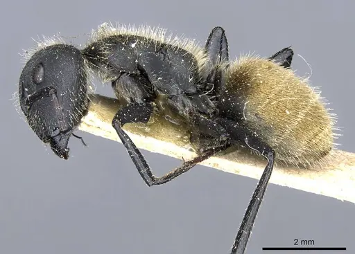 Camponotus mus - CASENT0905511