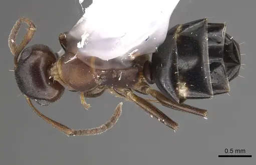 Camponotus mus - CASENT0911135
