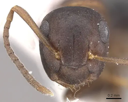 Camponotus mus - CASENT0911135