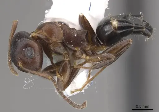 Camponotus mus - CASENT0911135
