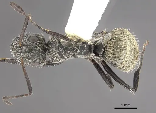 Camponotus mus - CASENT0911136