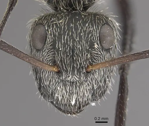 Camponotus mus - CASENT0911136