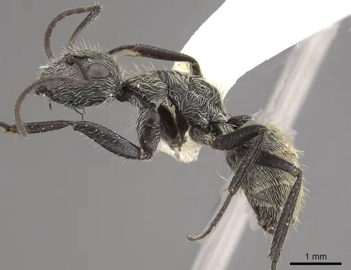 Camponotus mus - CASENT0911136