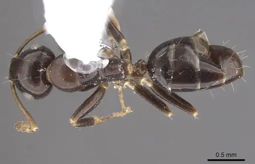 Camponotus mus - CASENT0911137