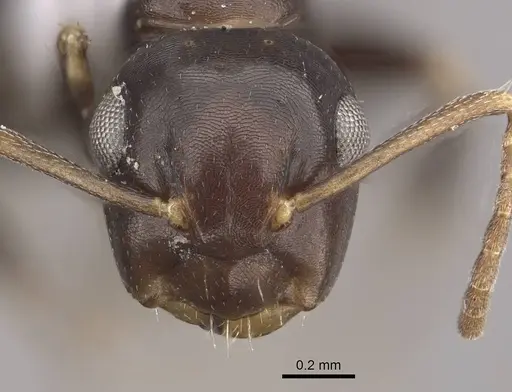 Camponotus mus - CASENT0911137