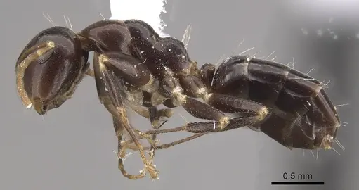 Camponotus mus - CASENT0911137