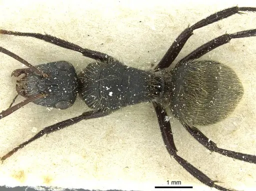 Camponotus mus - CASENT0911740