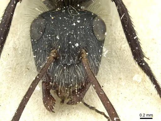 Camponotus mus - CASENT0911740