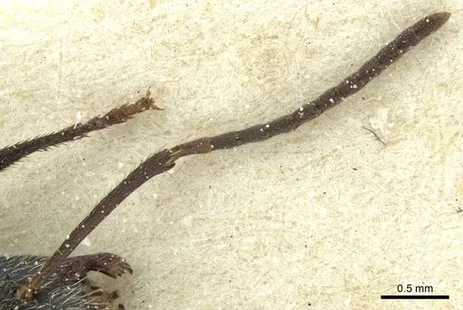 Camponotus mus - CASENT0911740