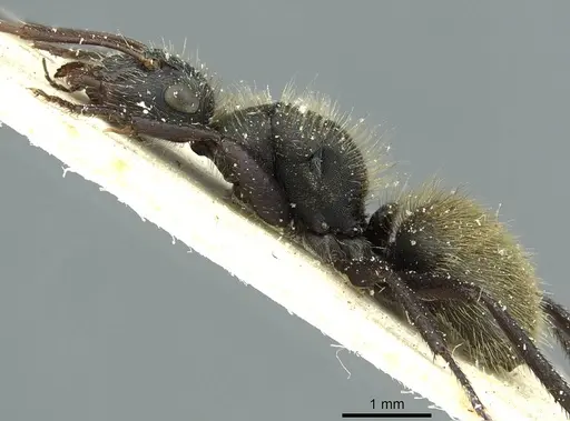 Camponotus mus - CASENT0911740