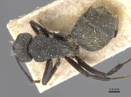 Camponotus mus - CASENT0911741