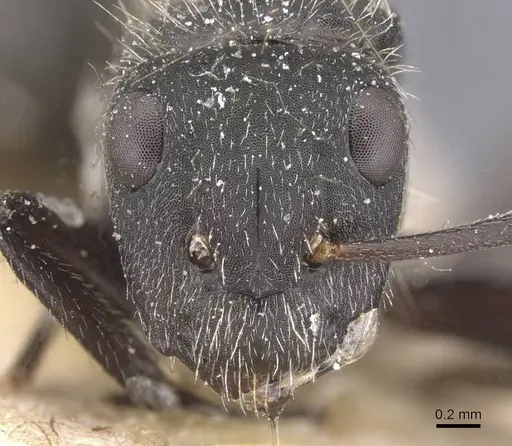 Camponotus mus - CASENT0911741