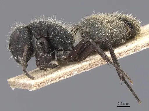 Camponotus mus - CASENT0911741