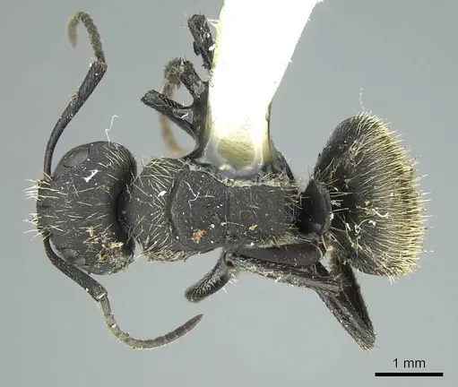 Camponotus mus - CASENT0914425
