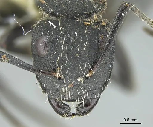 Camponotus mus - CASENT0914425