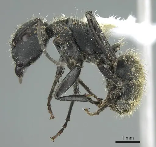 Camponotus mus - CASENT0914425